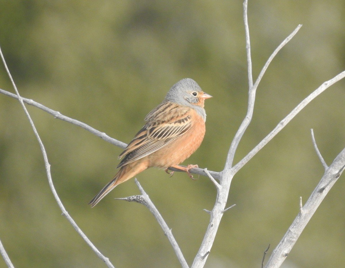 Cretzschmar's Bunting - ML555023321