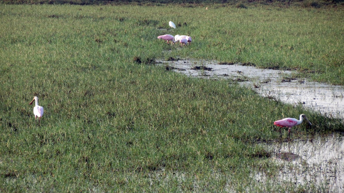 Roseate Spoonbill - ML555023401