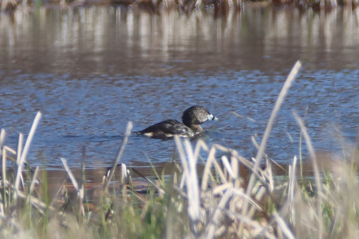 Pied-billed Grebe - ML555025171