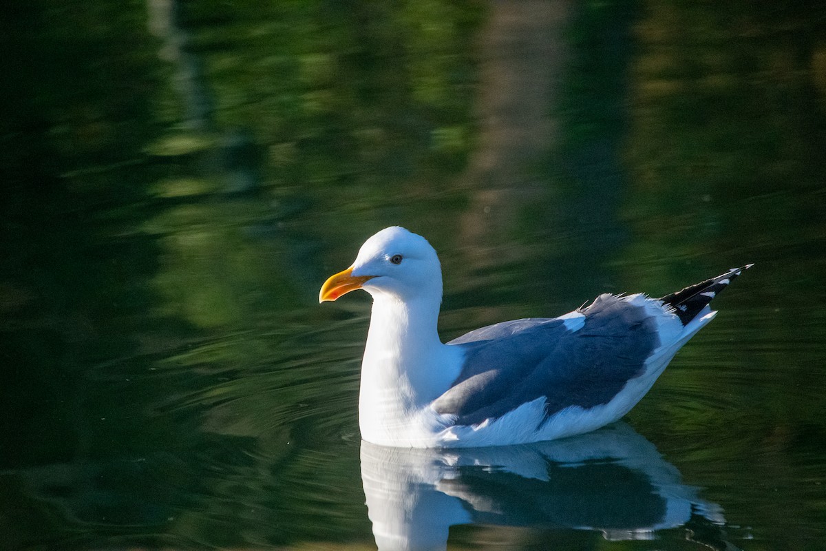 Goéland d'Audubon - ML555026541