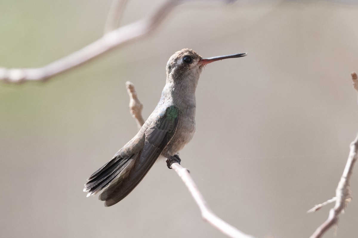 Colibrí Piquiancho de Guerrero - ML555028311