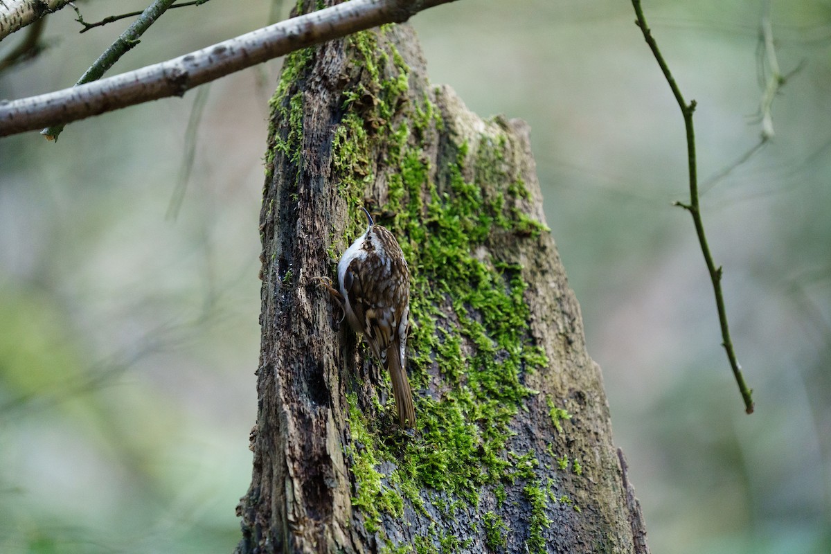 Eurasian Treecreeper - ML555028721