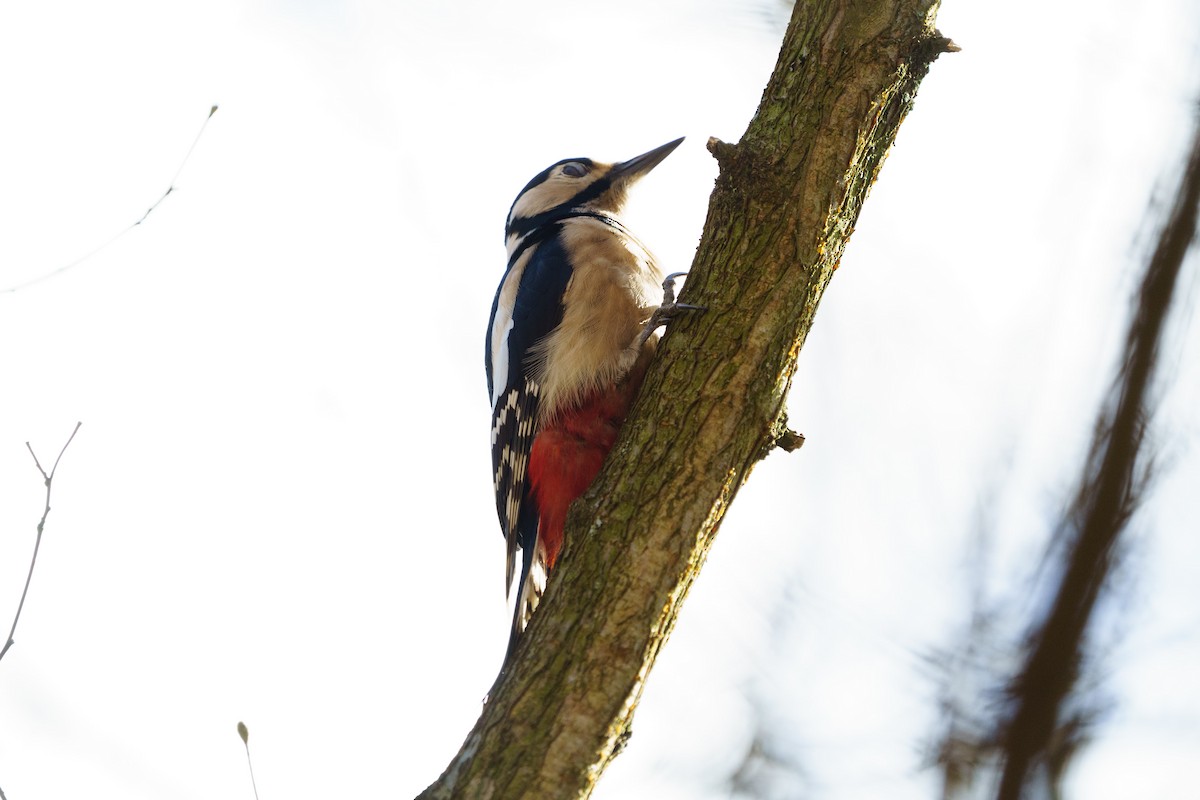 Great Spotted Woodpecker - ML555028811