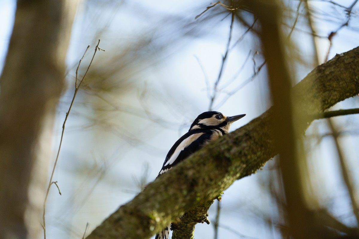 Great Spotted Woodpecker - ML555028821