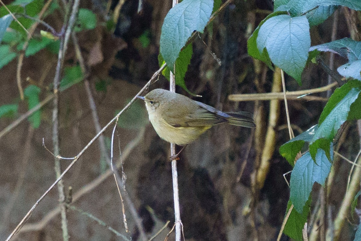 Common Chiffchaff - ML555029161