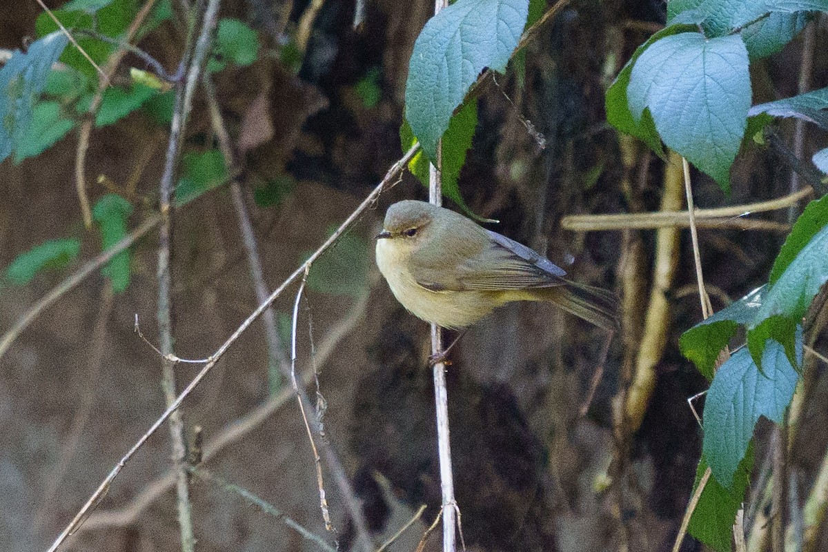 Common Chiffchaff - ML555029171