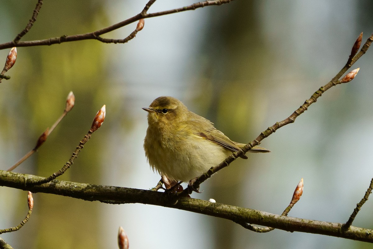 Common Chiffchaff - ML555029181