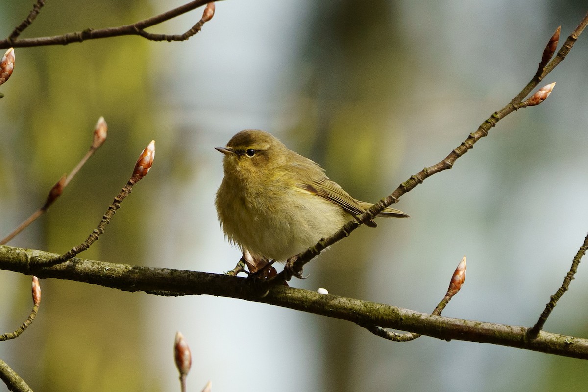Common Chiffchaff - ML555029191