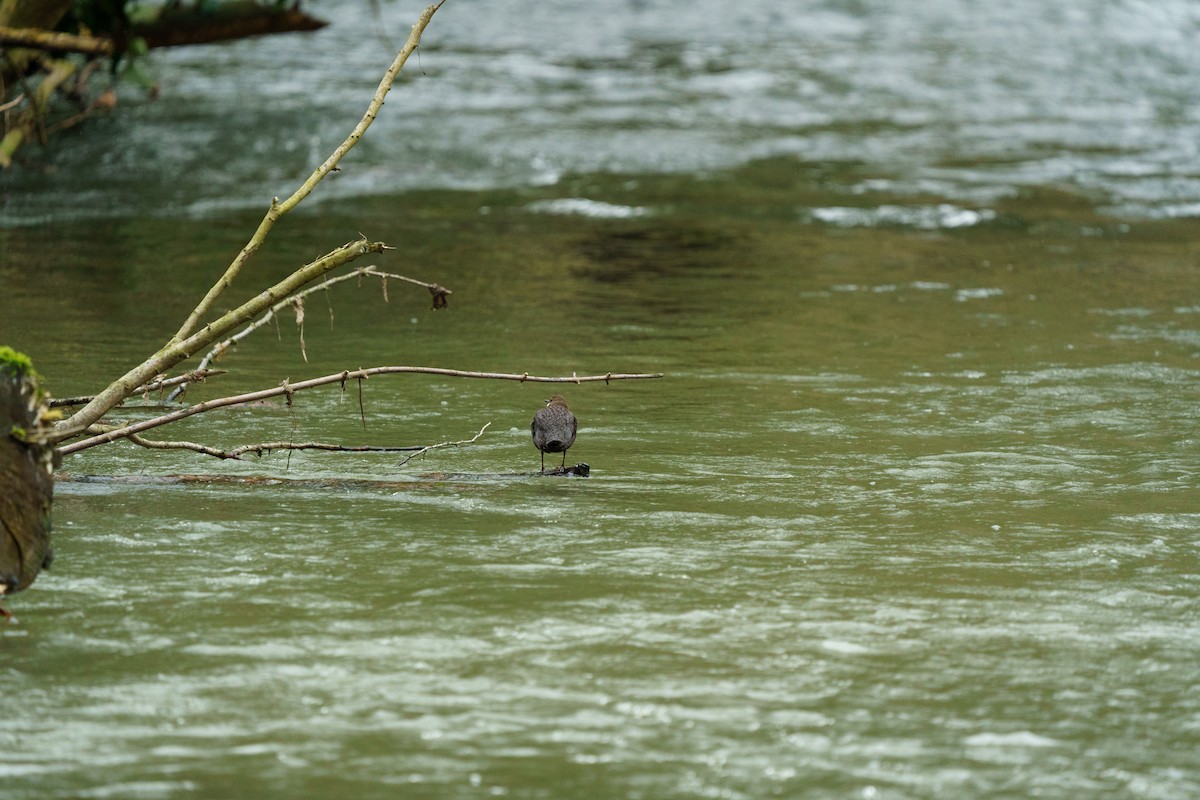 White-throated Dipper - ML555029311