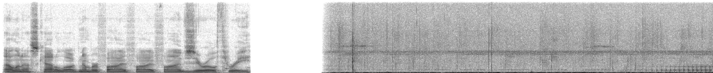 Mantled Guereza - ML55503