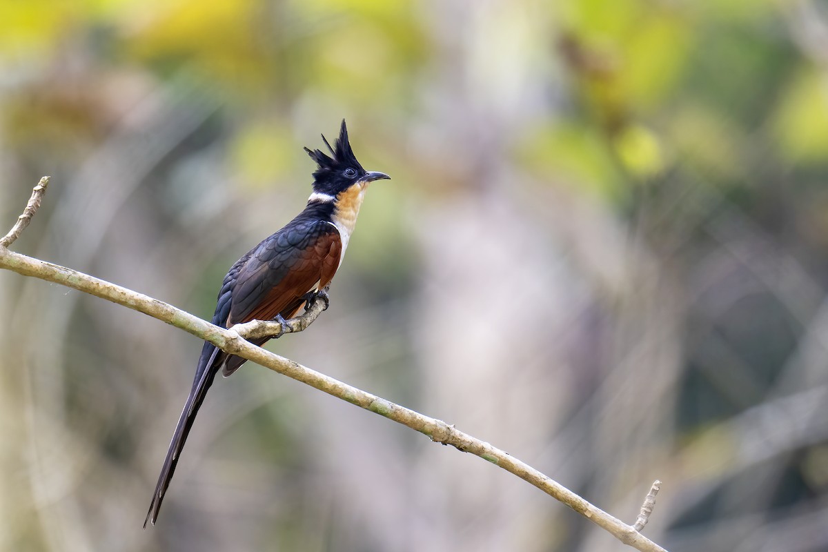 Chestnut-winged Cuckoo - ML555030221