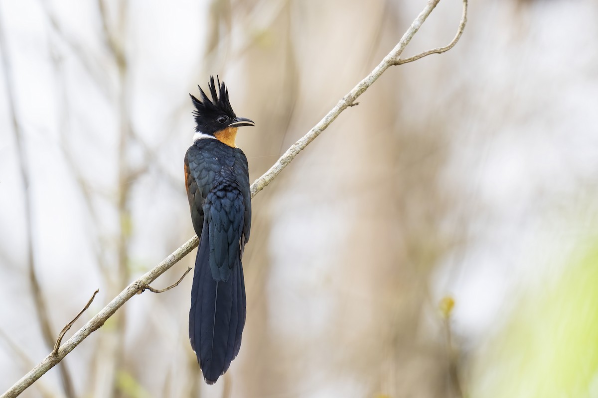 Chestnut-winged Cuckoo - Parthasarathi Chakrabarti