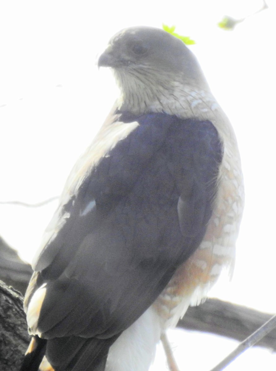 Sharp-shinned Hawk - ML555031031