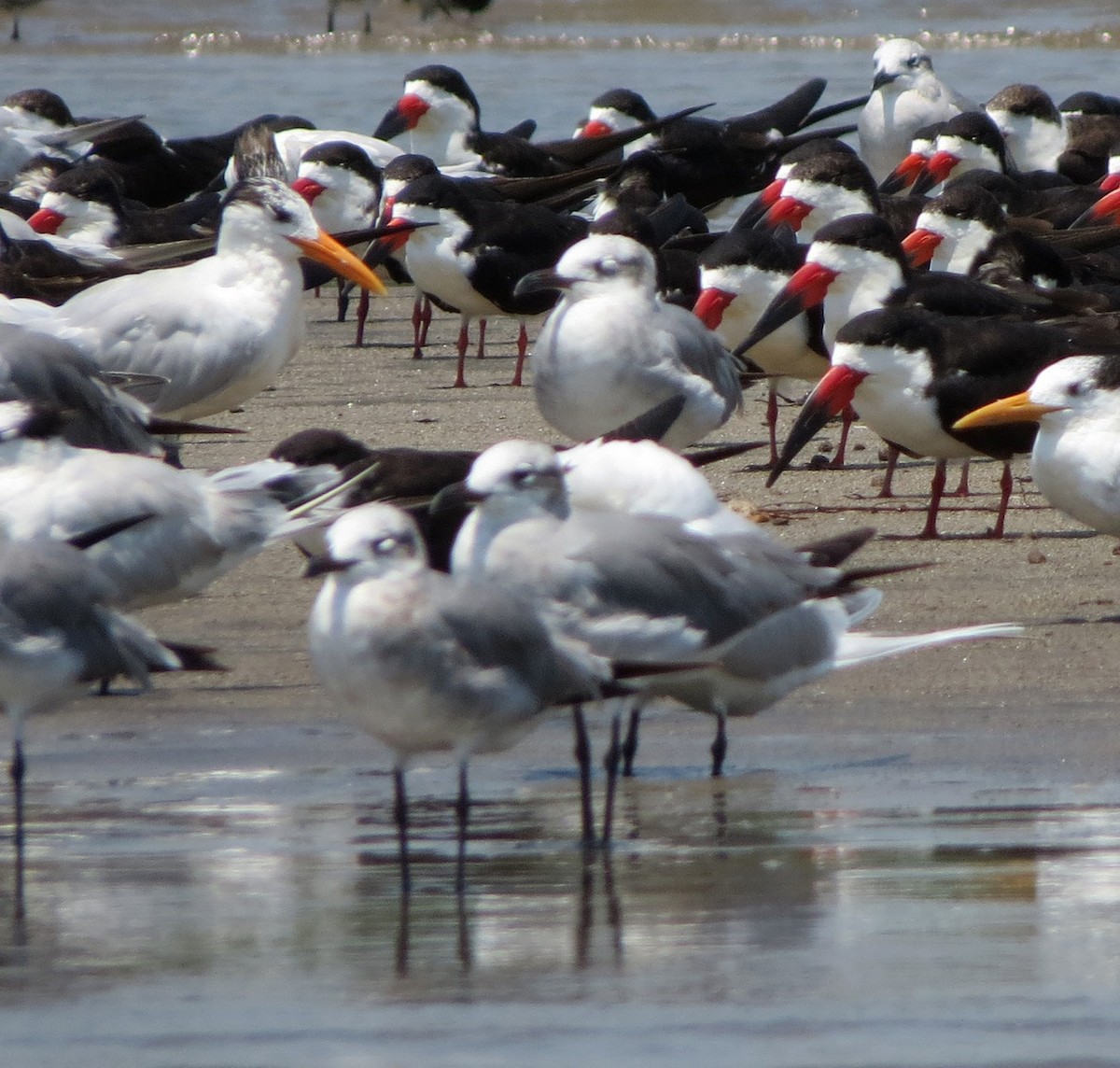 Mouette atricille - ML555031221