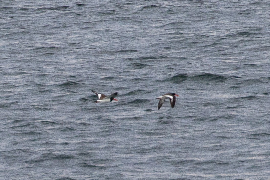 American Oystercatcher - ML555032041