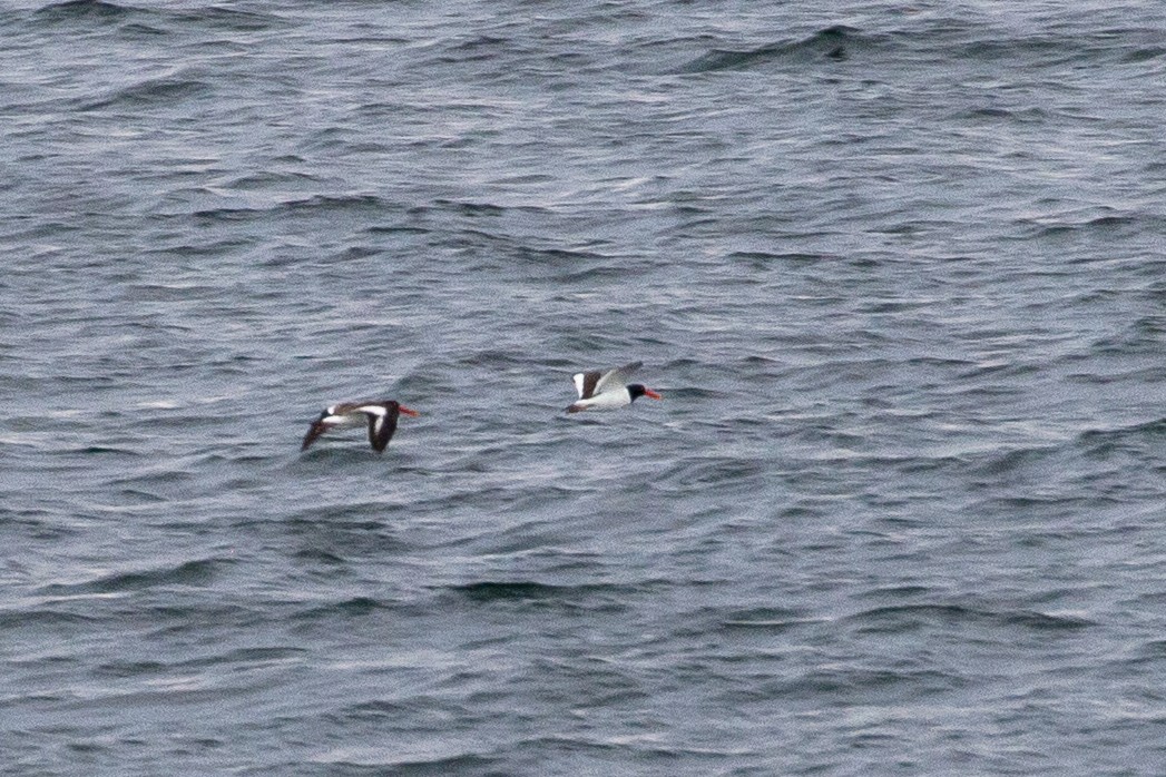 American Oystercatcher - Milk S