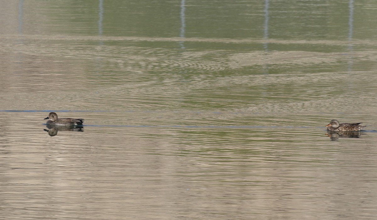 Gadwall - ML555032091