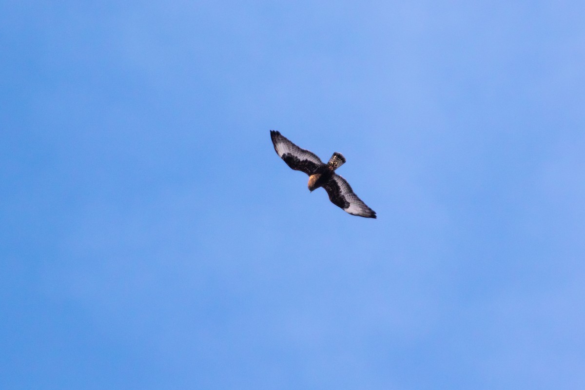 Rough-legged Hawk - ML555032221