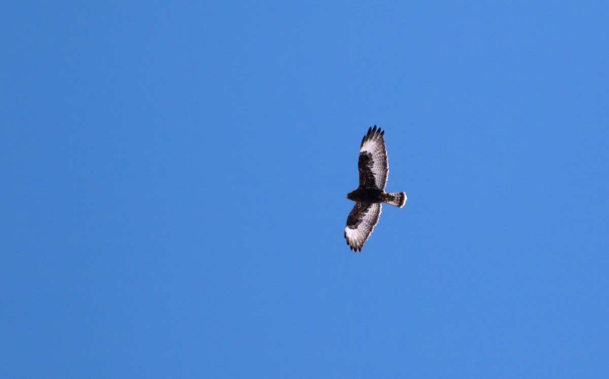 Rough-legged Hawk - ML555032231