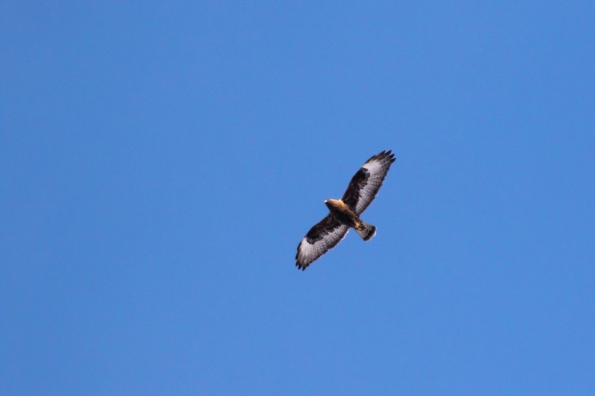 Rough-legged Hawk - Justin Saunders