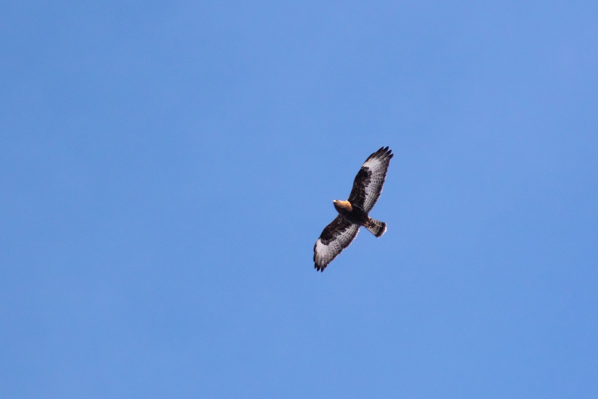 Rough-legged Hawk - ML555032251