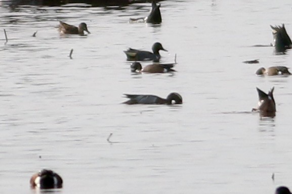 Garganey - ML555032421