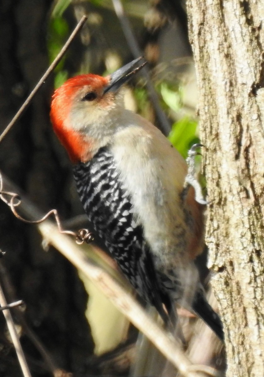 Red-bellied Woodpecker - ML555033051