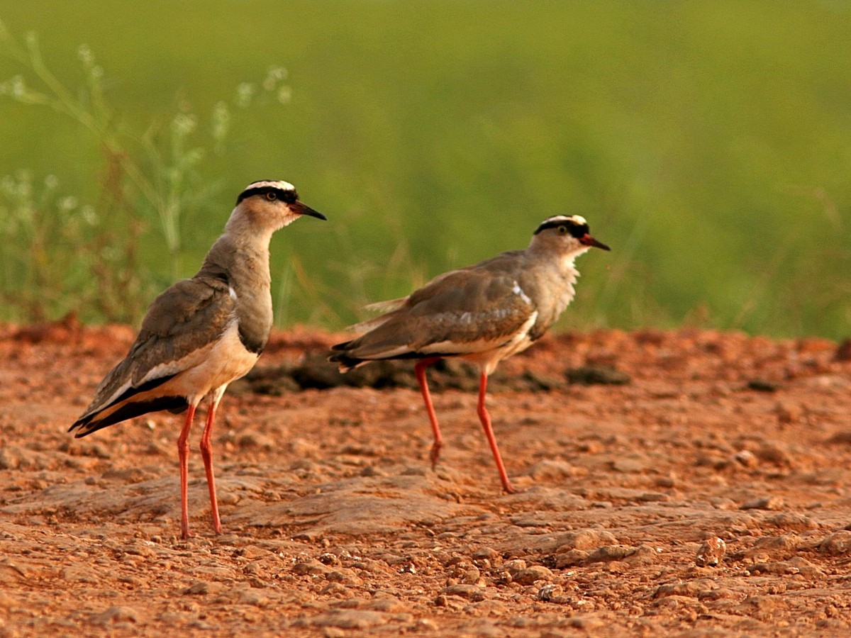 Crowned Lapwing - ML555033171
