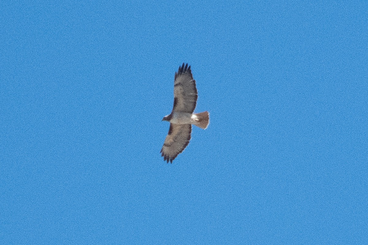 Red-tailed Hawk - ML555033281
