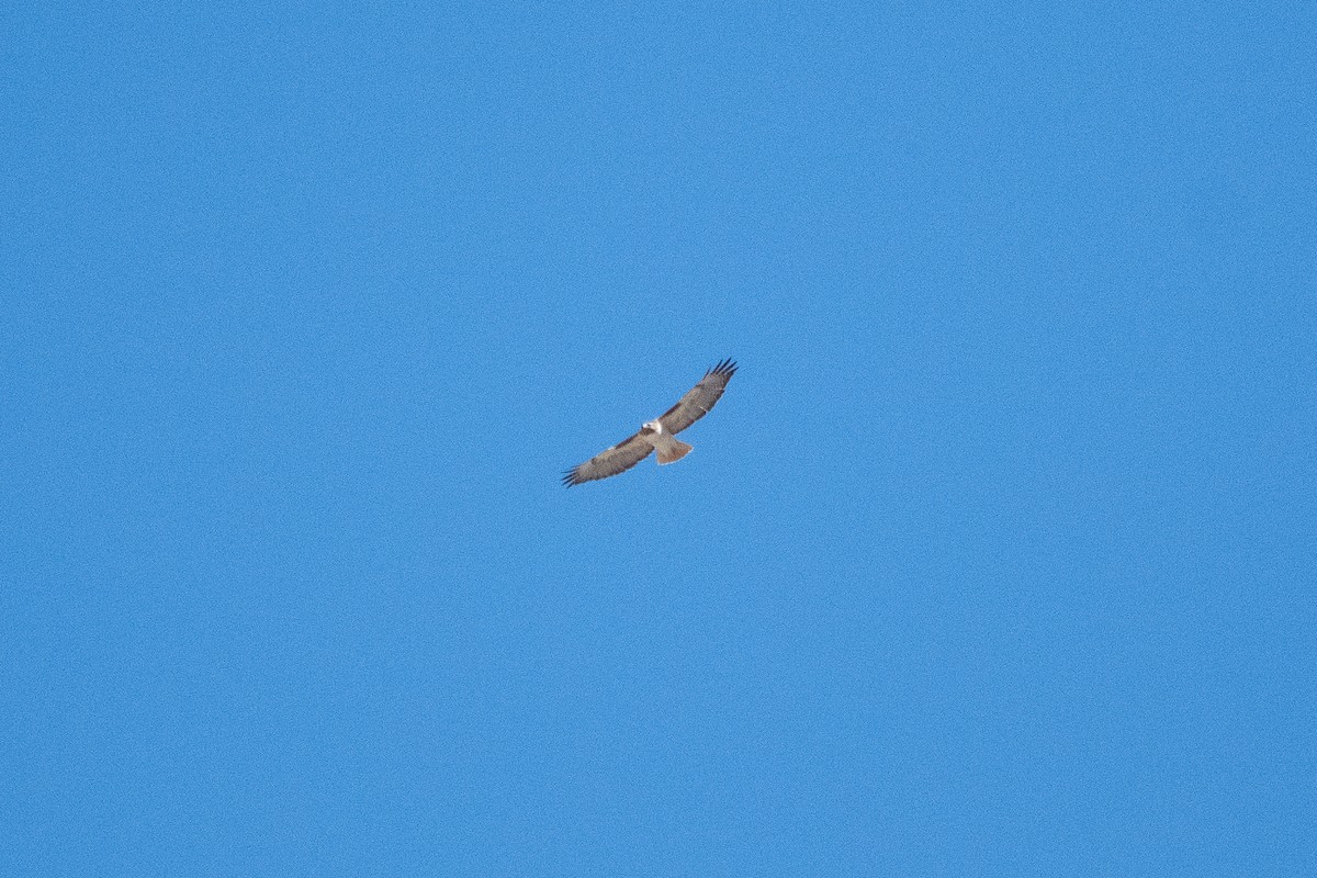 Red-tailed Hawk - ML555033291