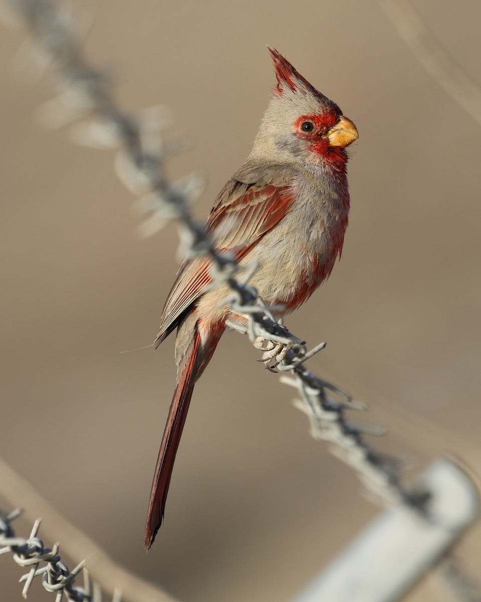 Pyrrhuloxia - ML555033681