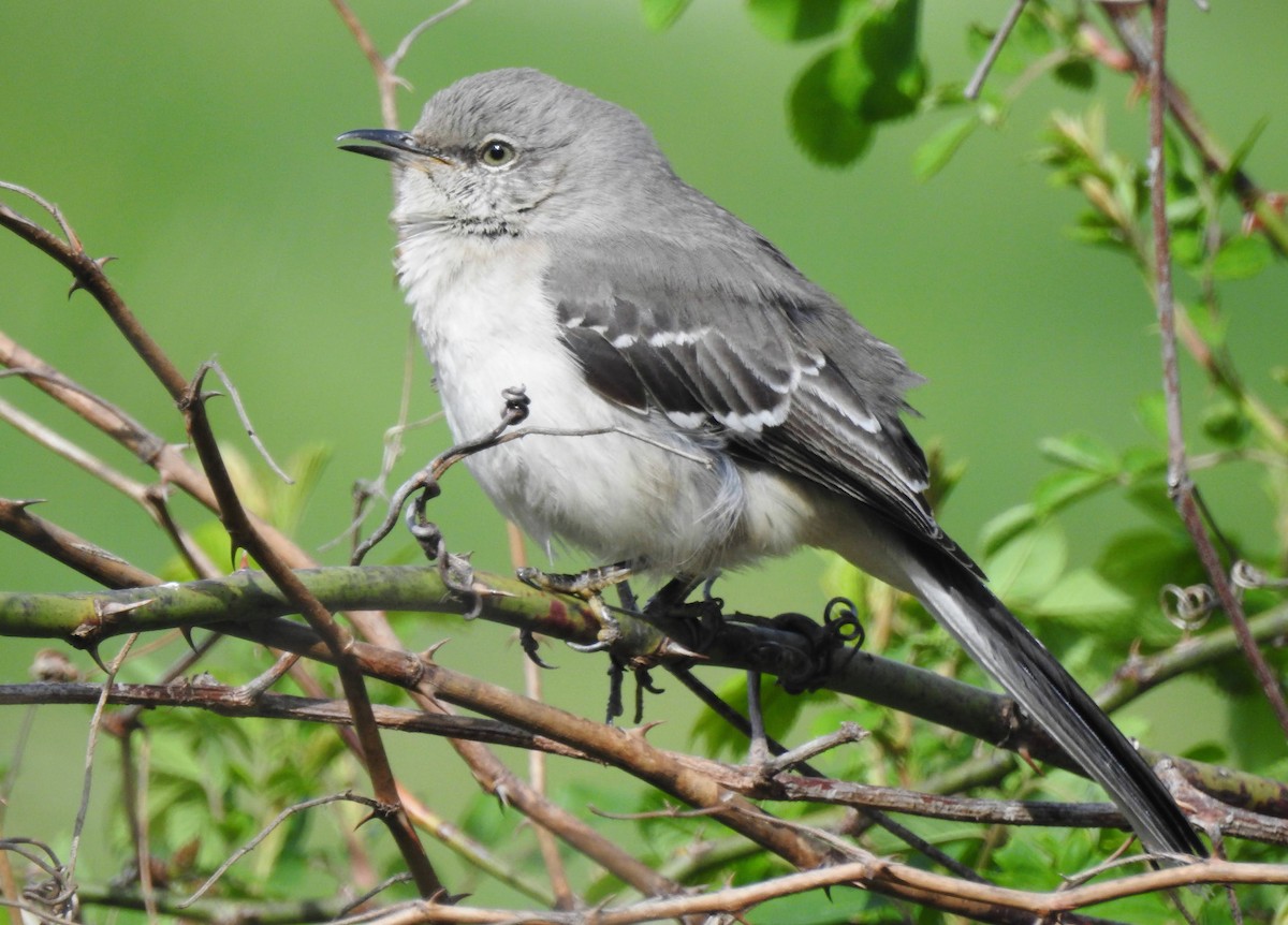 Northern Mockingbird - ML555033741