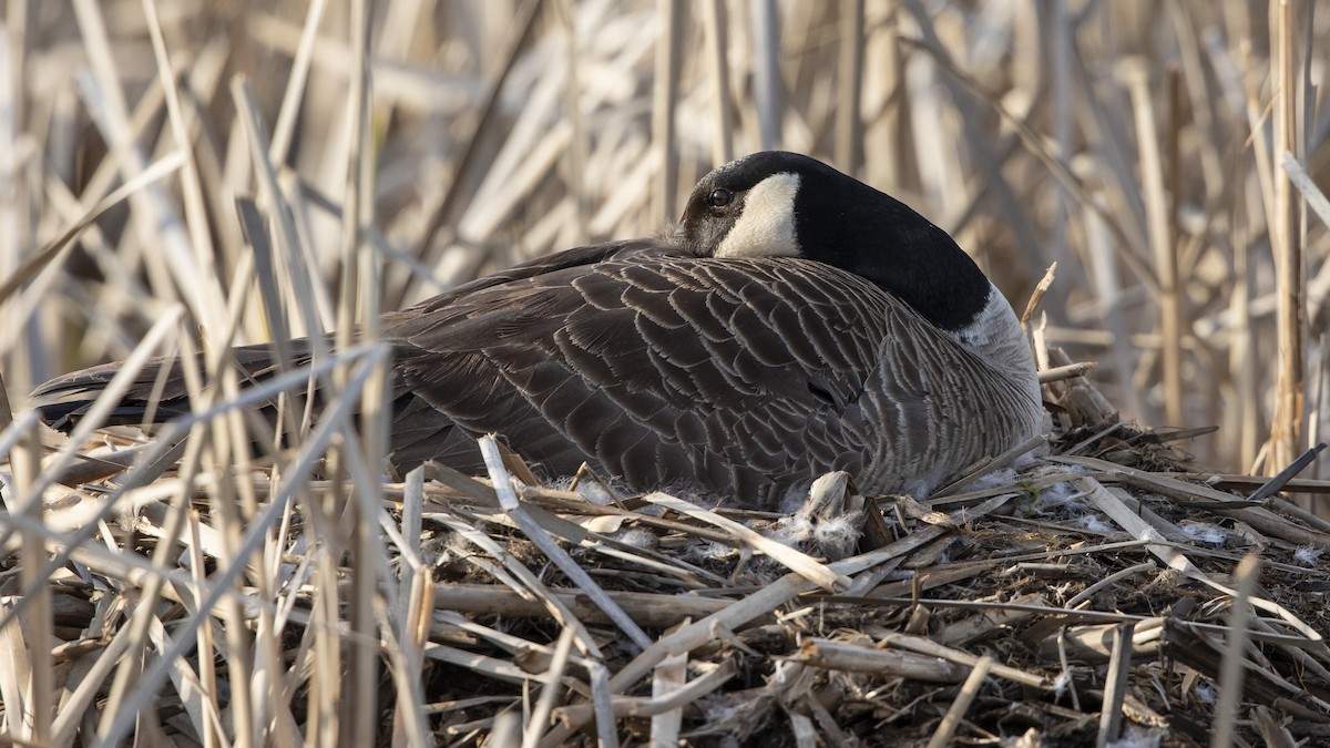 Canada Goose - ML555034721