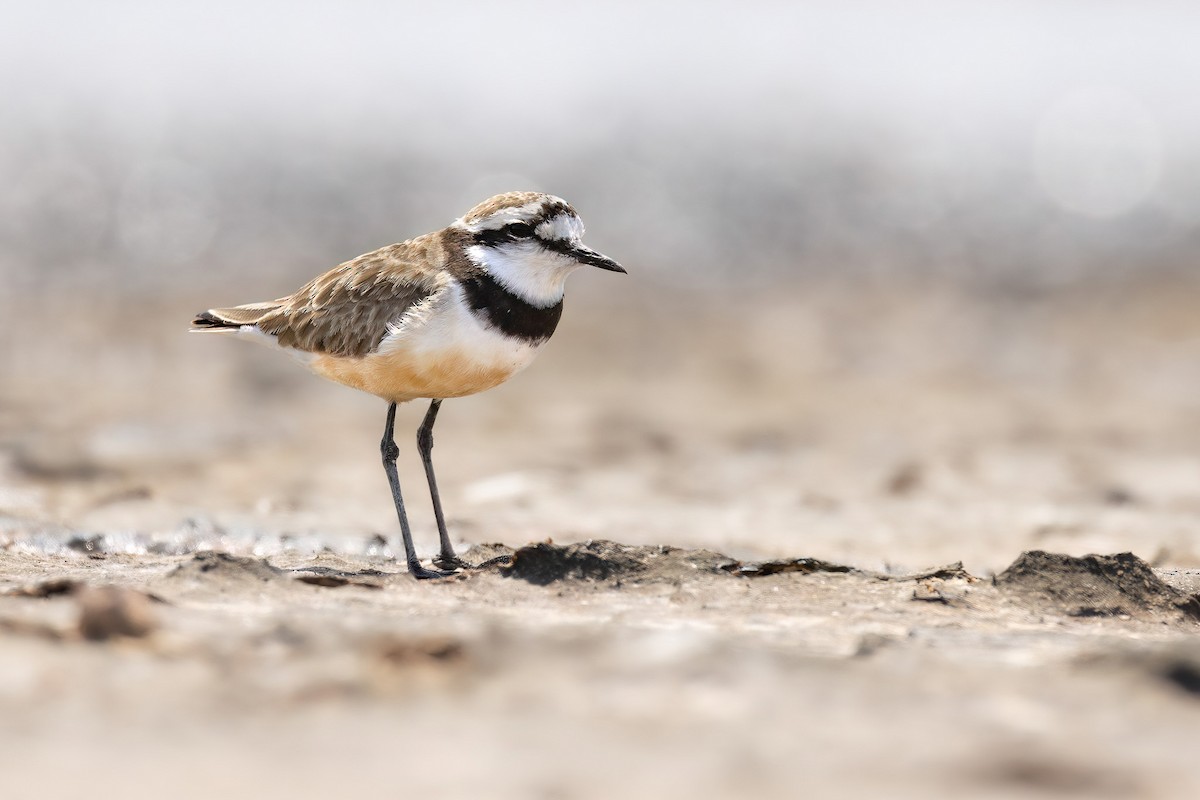 Madagascar Plover - Chris Venetz | Ornis Birding Expeditions