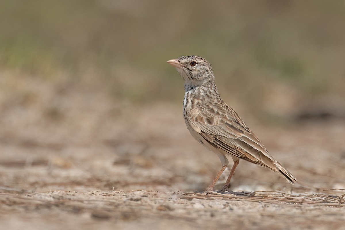 Madagascar Lark - ML555035111