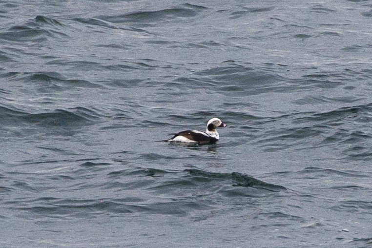 Long-tailed Duck - Milk S