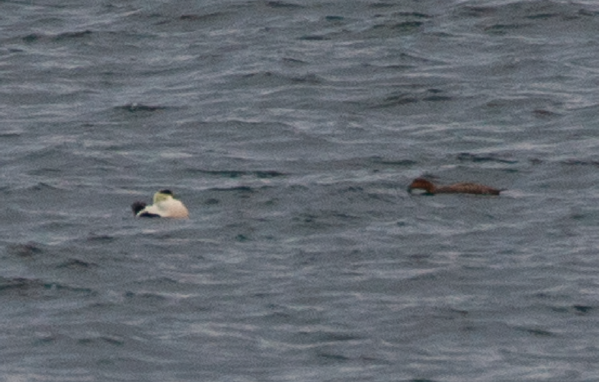 Common Eider - ML555035191