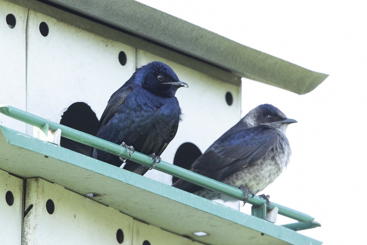 Purple Martin - ML555035321