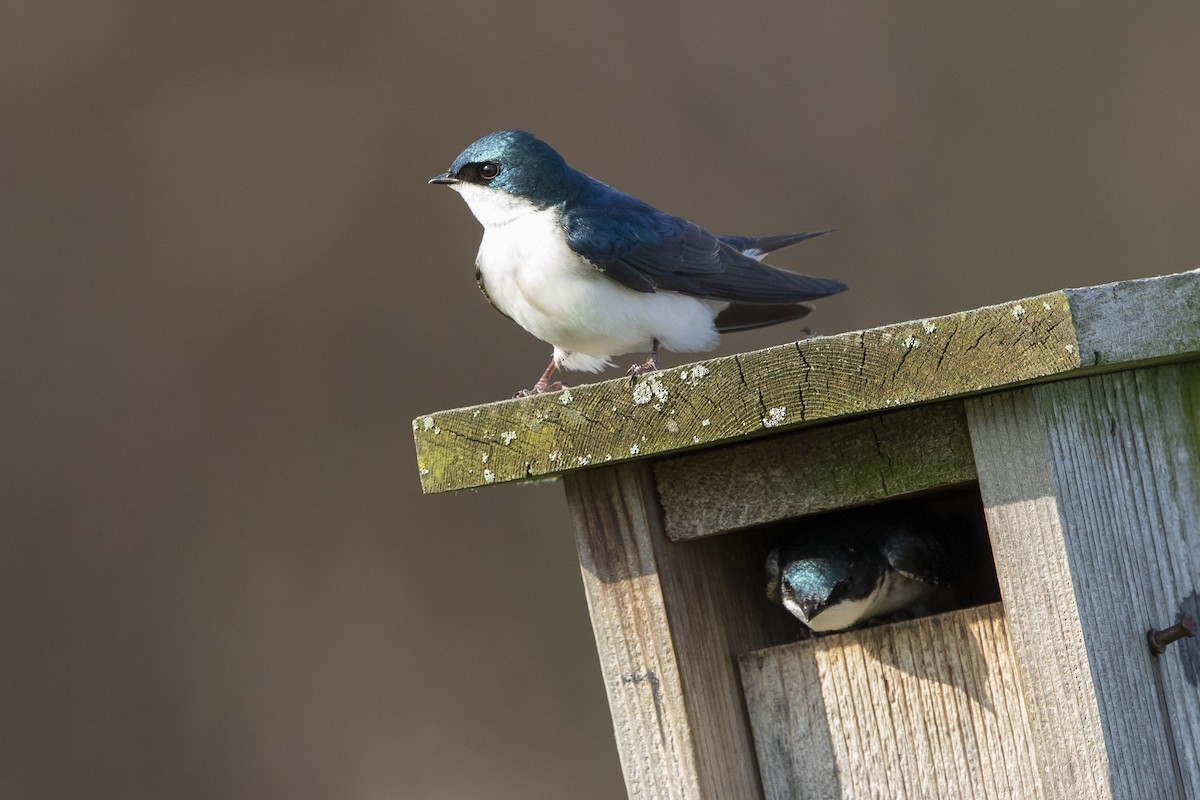 Golondrina Bicolor - ML555035411