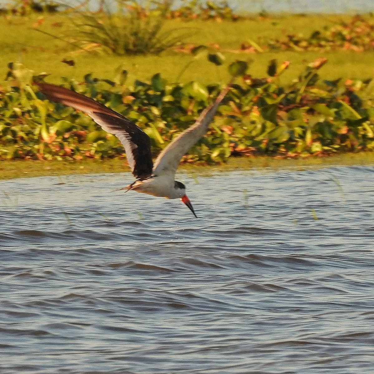 Black Skimmer - Pablo Bruni