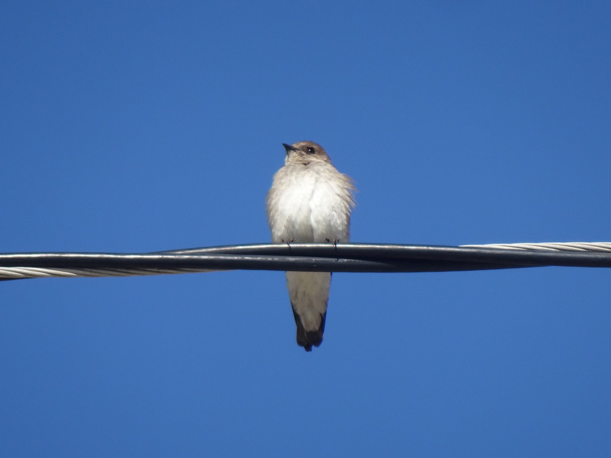 Northern Rough-winged Swallow - ML555036311