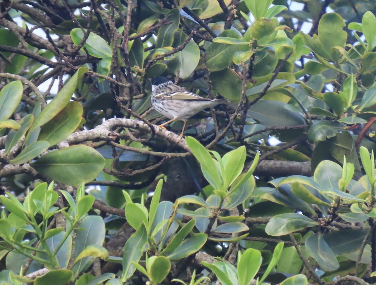 Blackpoll Warbler - ML555037171