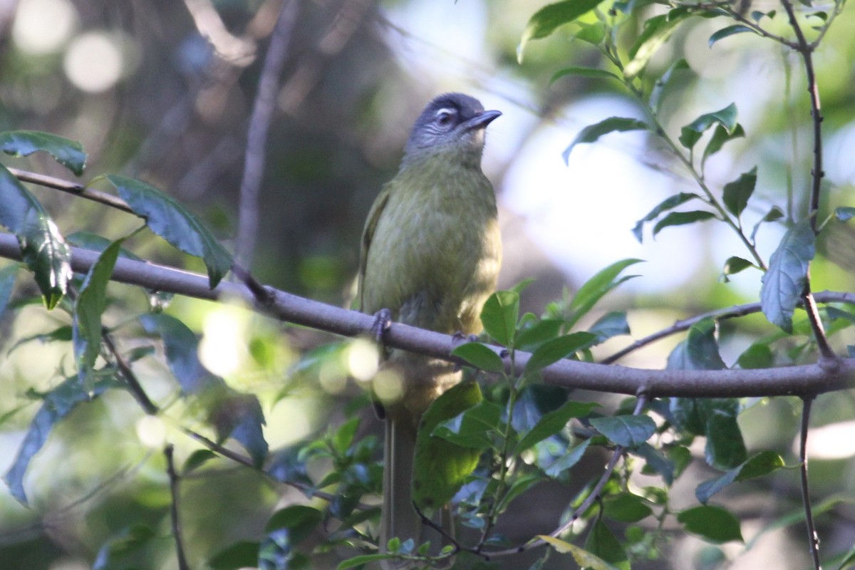 Stripe-cheeked Greenbul (Stripe-cheeked) - Ken McKenna