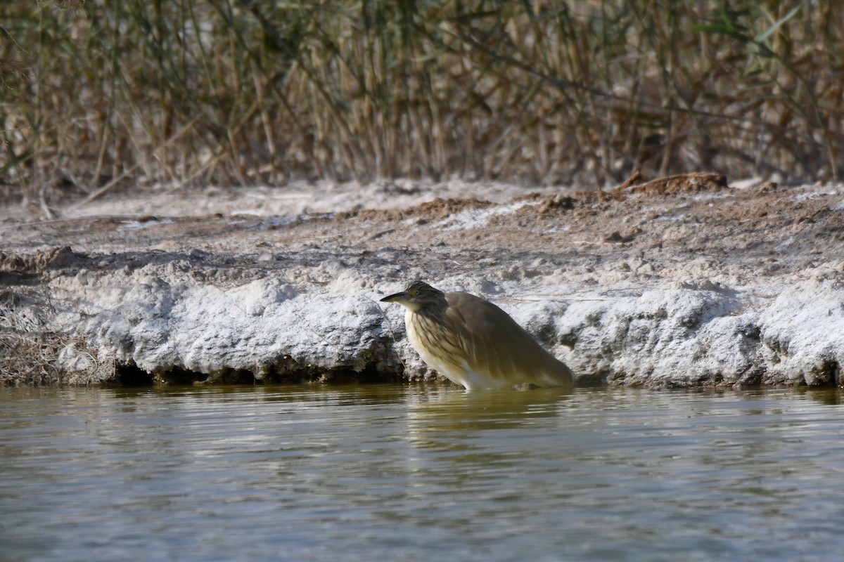 Squacco Heron - ML555038131