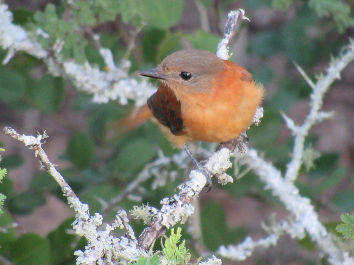 Rufous-tailed Attila - ML555040541