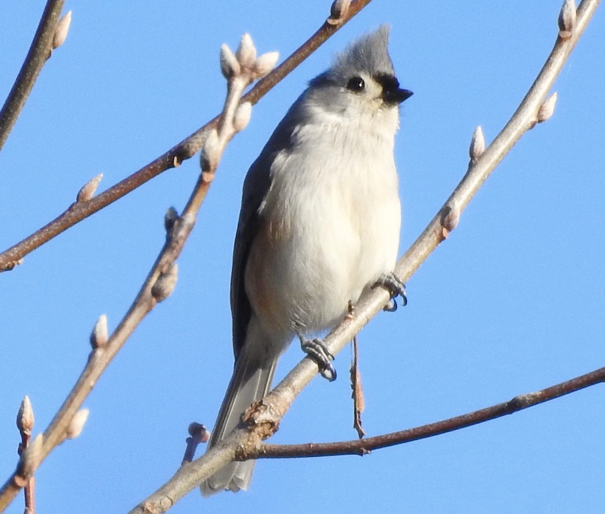 Tufted Titmouse - ML555041251