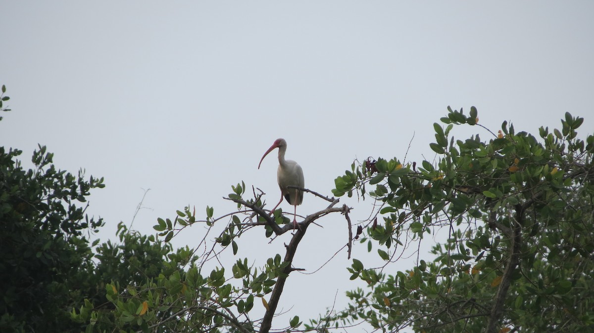 ibis bílý - ML555041861