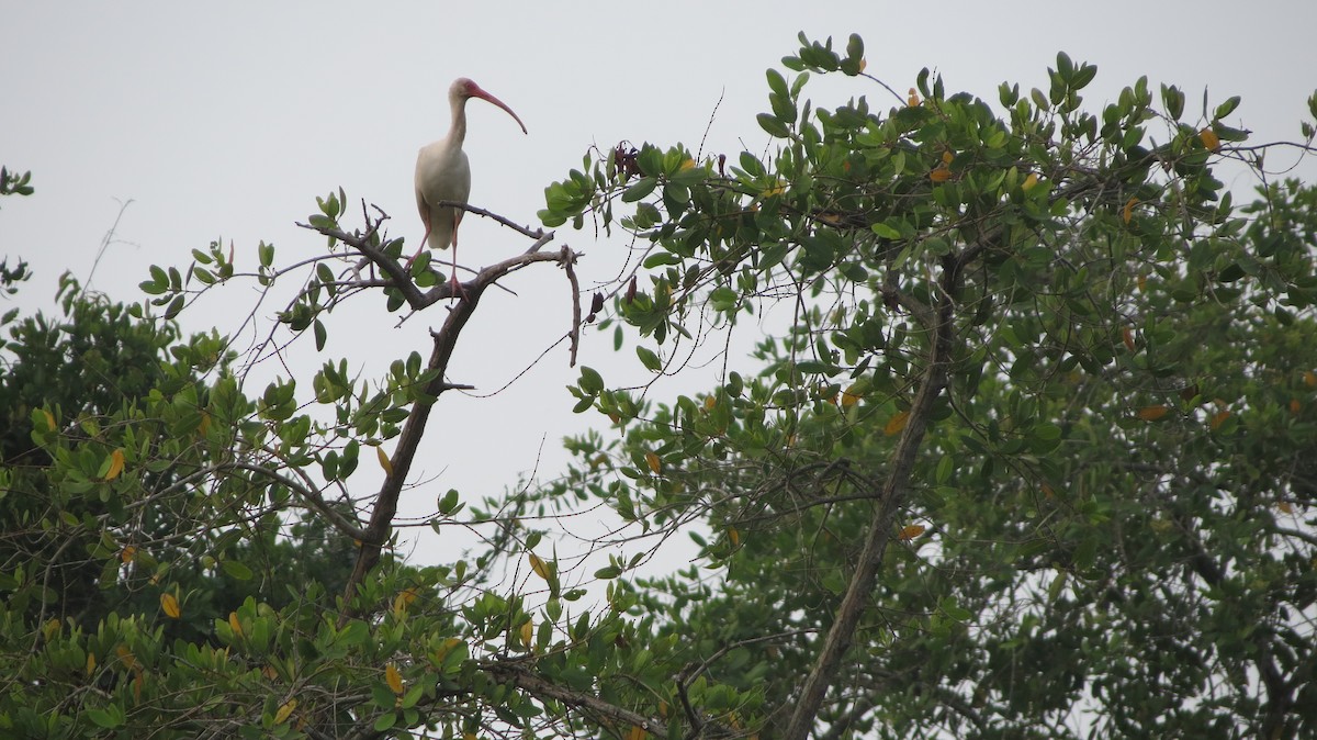 Ibis blanc - ML555041871