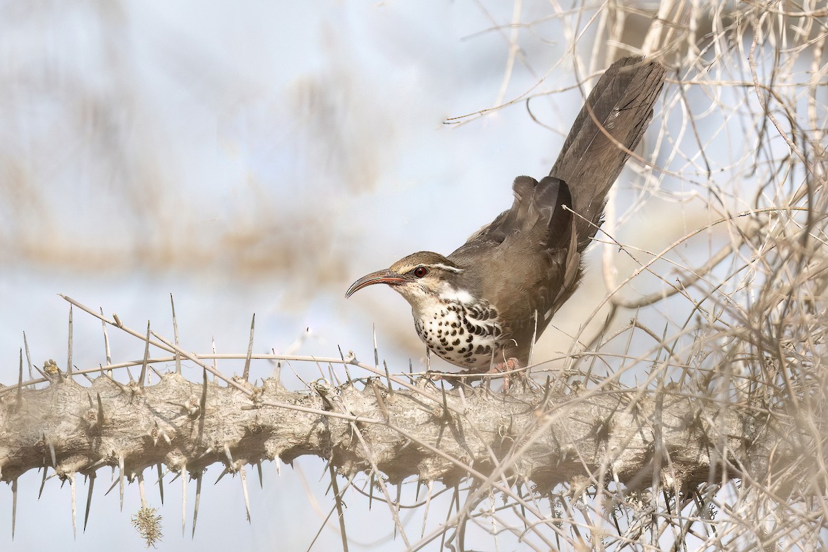 Subdesert Mesite - Chris Venetz | Ornis Birding Expeditions