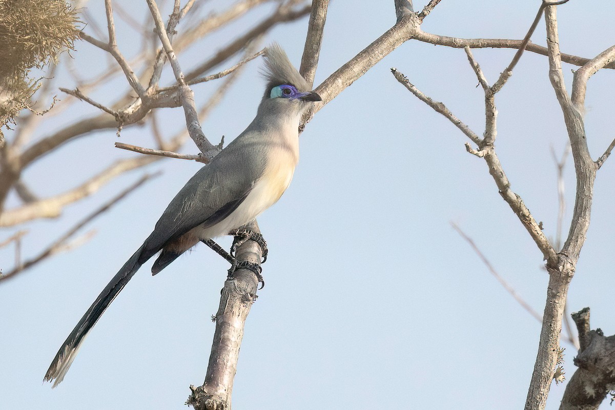 Crested Coua - ML555043331
